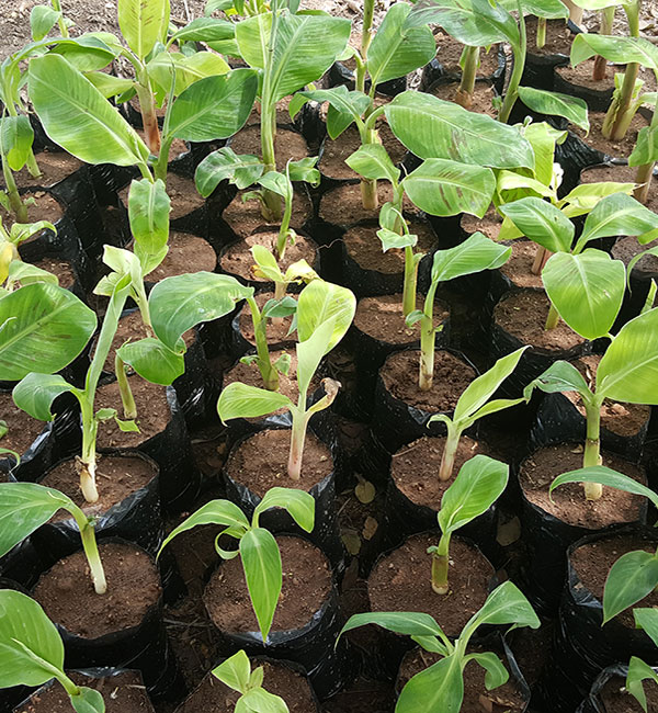 Dwarf Banana Suckers