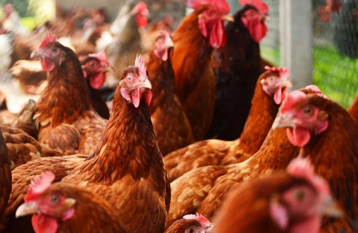 Chickens On Traditional Free Range Poultry Farm